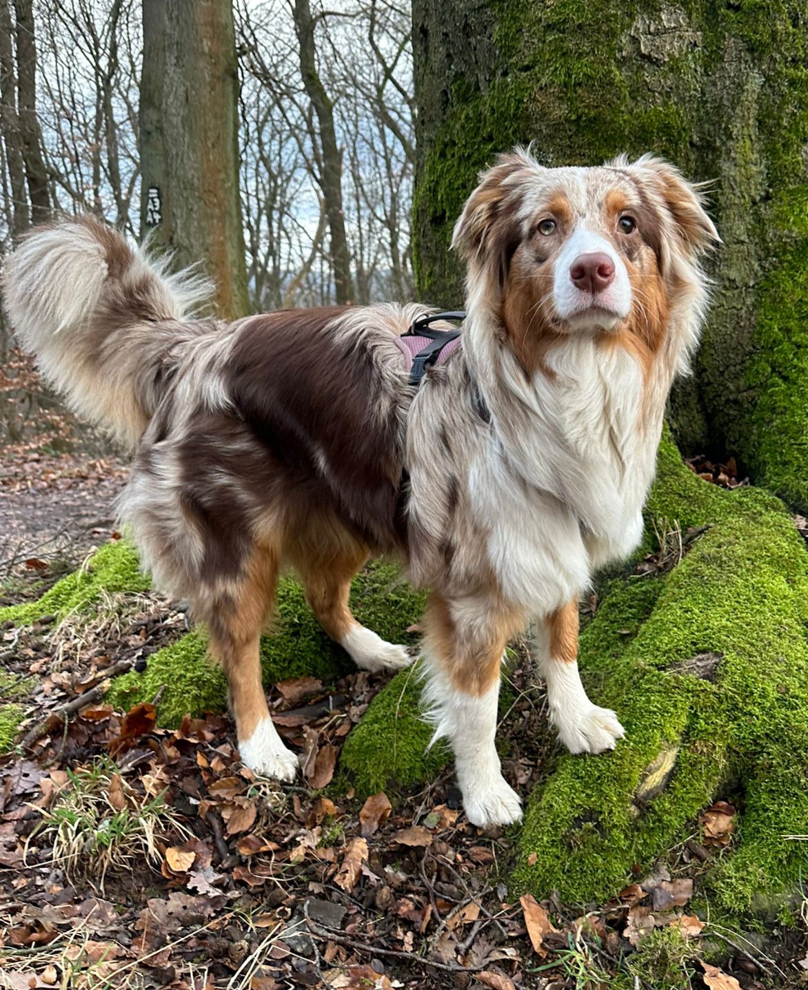 Ruby