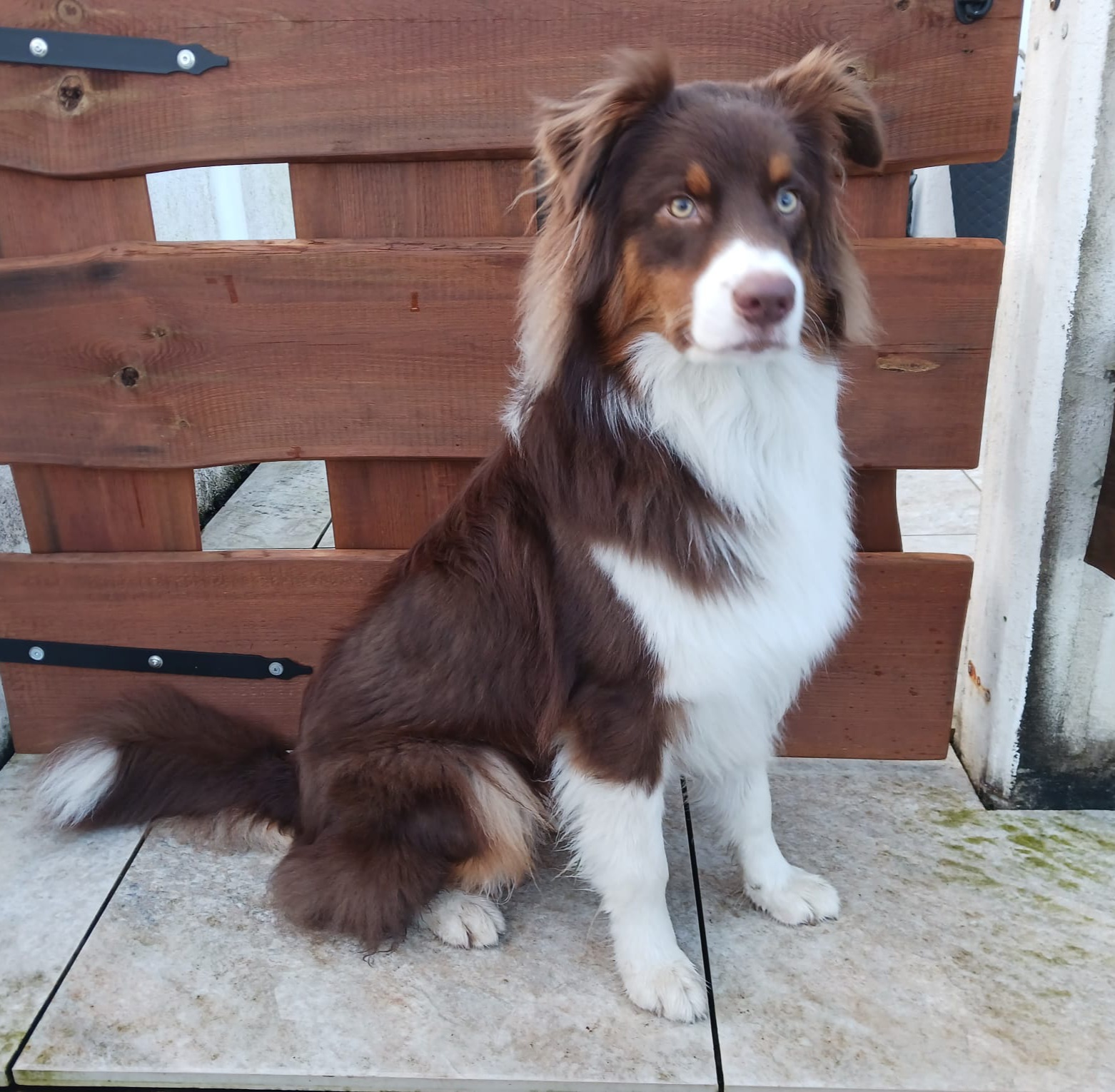 Leevi